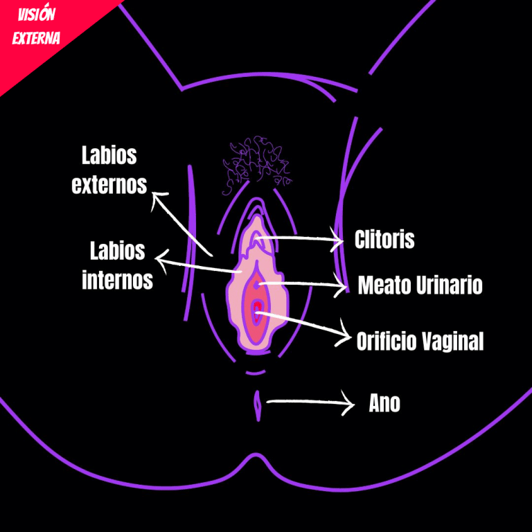 Visión externa. Cuerpos con vulva