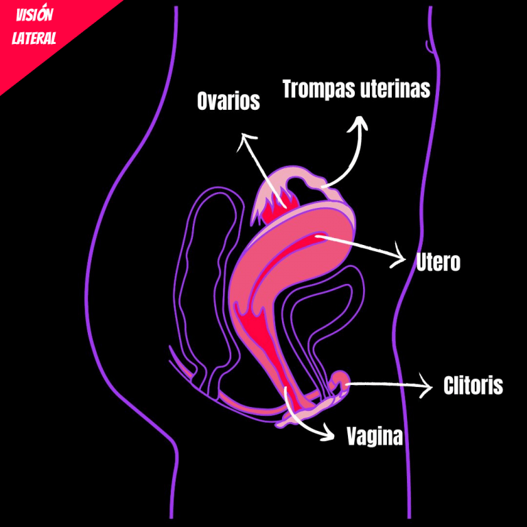 Visión lateral. Cuerpos con vulva